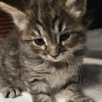 Crimini -  Domestic Medium Hair Cat for Adoption in Desert Hot Springs, California - Crimini | PetCurious