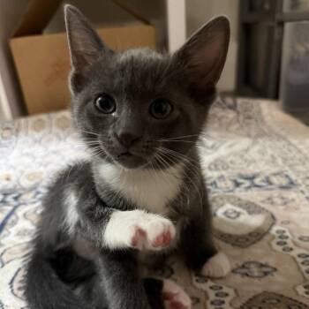 Mavis -  Domestic Short Hair Cat for Adoption in NEW PT RICHEY, Florida - Mavis | PetCurious