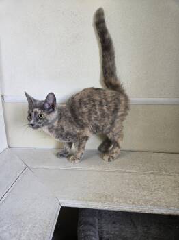Nellie -  Calico Cat for Adoption in Maquoketa, Iowa - Nellie | PetCurious