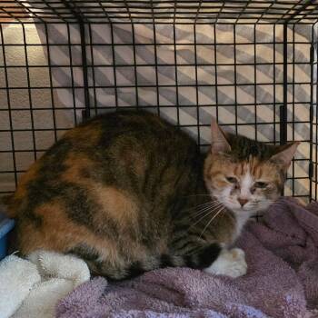 Domestic Short Hair Cats Available for Adoption in Bristol, Indiana - Betsy: Working Cat, Adoption Fee Waived! | PetCurious
