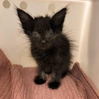 Oona -  Domestic Long Hair Cat for Adoption in Las Cruces, New Mexico - Oona | PetCurious