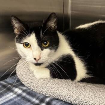 Domestic Short Hair Cats Available for Adoption - Lolita | PetCurious