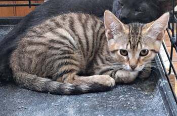 Rescue Domestic Short Hair Cats for Adoption in Plattsburgh, New York - Everett | PetCurious