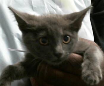 CONNIE -  Domestic Short Hair Cat for Adoption in Houston, Texas - CONNIE | PetCurious