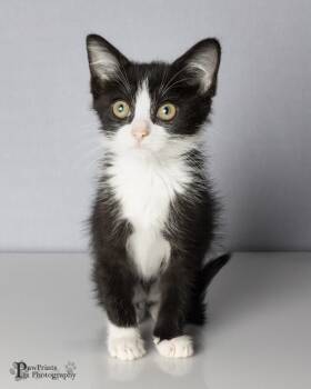 Zan -  Domestic Short Hair Cat for Adoption in Maryville, Tennessee - Zan | PetCurious