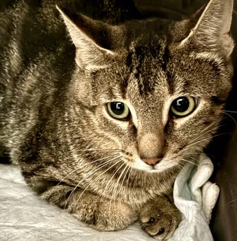 Bianca -  Tabby and Domestic Short Hair Cat for Adoption in Vaughan, Ontario - Bianca | PetCurious