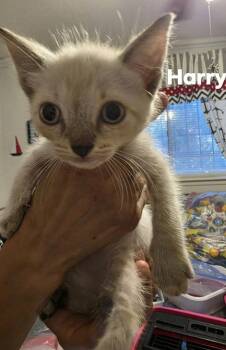 Harry -  Siamese Cat for Adoption in New Braunfels, Texas - Harry | PetCurious
