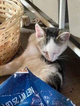 Hey Dude -  Domestic Short Hair Cat for Adoption in Cromwell, Kentucky - Hey Dude | PetCurious