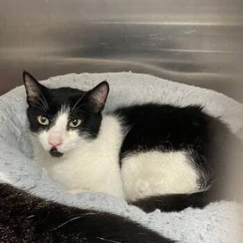 0984-C26 -  Domestic Short Hair Cat for Adoption in Port Charlotte, Florida - 0984-C26 | PetCurious