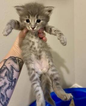 Chucky (pre adopt) -  Domestic Short Hair Cat for Adoption in Fort Worth, Texas - Chucky (pre Adopt) | PetCurious