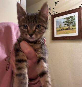 Rescue Domestic Short Hair Cats for Adoption in Fernley, Nevada - Megan | PetCurious
