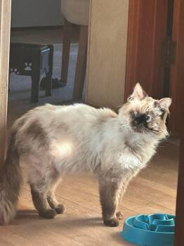 Ragdoll Cats Available for Adoption - Smokey | PetCurious