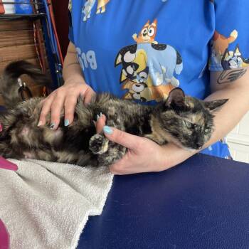 Poppy -  Domestic Short Hair Cat for Adoption in Kansas City, Missouri - Poppy | PetCurious