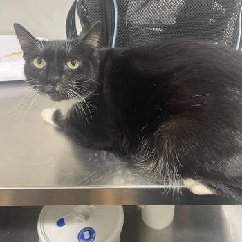 Domestic Short Hair Cats Available for Adoption in Tampa, Florida - JJ (Pounce De Leon) | PetCurious