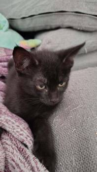 Blue -  Domestic Short Hair Cat for Adoption in Deltona, Florida - Blue | PetCurious