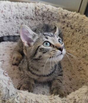 ODYSSEUS -  Domestic Short Hair Cat for Adoption in Sandusky, Ohio - ODYSSEUS | PetCurious
