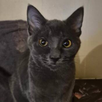 Domestic Short Hair Cats Available for Adoption - IDA | PetCurious