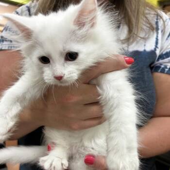 Fall -  Domestic Long Hair Cat for Adoption in Lynchburg, Virginia - Fall | PetCurious
