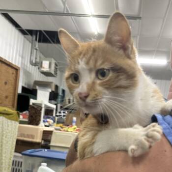 Cat jack -  Domestic Short Hair Cat for Adoption in Corbin, Kentucky - Cat Jack | PetCurious