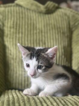 Arlo -  Domestic Short Hair Cat for Adoption in Wheaton, Illinois - Arlo | PetCurious