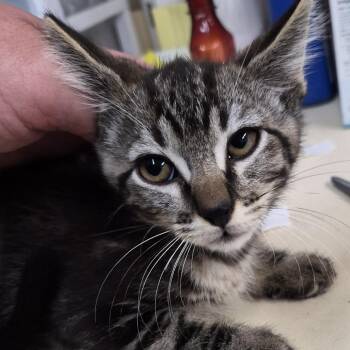 Bramble -  Domestic Short Hair Cat for Adoption in Ardmore, Oklahoma - Bramble | PetCurious