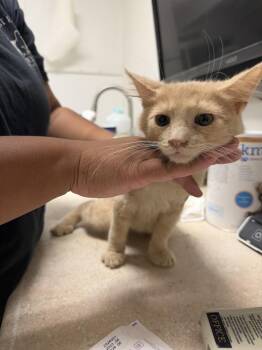Trevor -  Domestic Medium Hair Cat for Adoption in Ontario, California - Trevor | PetCurious