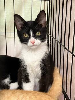 Fender -  Domestic Medium Hair Cat for Adoption in Lunenburg, Massachusetts - Fender | PetCurious