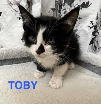 Toby - The Office Litter -  Tuxedo Cat for Adoption in Anthem, Arizona - Toby - The Office Litter | PetCurious
