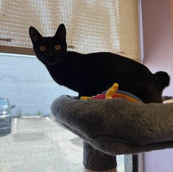 Lana -  Domestic Short Hair Cat for Adoption in Freeport, New York - Lana | PetCurious