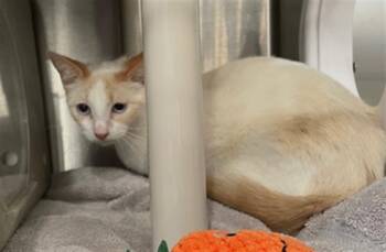 Domestic Short Hair Cats Available for Adoption in Redlands, California - BLEU | PetCurious