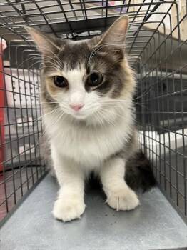 AUDREY -  Domestic Long Hair Cat for Adoption in Las Vegas, Nevada - AUDREY | PetCurious