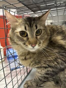 Domestic Medium Hair Cats Available for Adoption in Las Vegas, Nevada - REBEL | PetCurious
