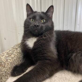 Rescue American Shorthair Cats for Adoption in Melfort, Saskatchewan - Cosmo | PetCurious