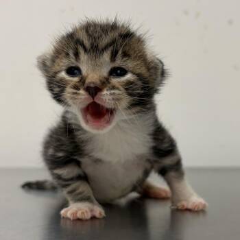 Zeppelin Z2 -  Domestic Short Hair Cat for Adoption in Edinburg, Texas - Zeppelin Z2 | PetCurious