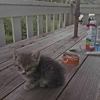 Domestic Short Hair Cats Available for Adoption - Maynard G Krebs | PetCurious