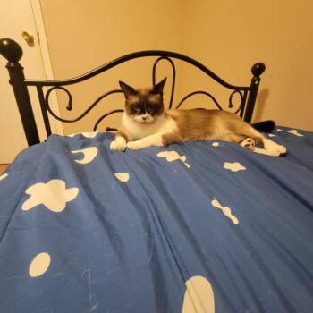 Snowshoe Cats Available for Adoption in Blountville, Tennessee - Harry Potter | PetCurious