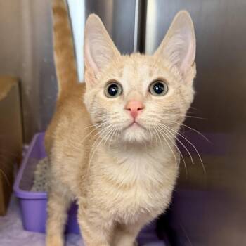 Peachy -  Domestic Short Hair Cat for Adoption in Los Angeles, California - Peachy | PetCurious