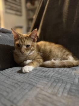 Chicken Nugget -  American Shorthair Cat for Adoption in Massillon, Ohio - Chicken Nugget | PetCurious