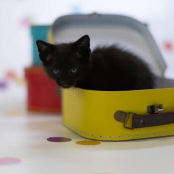 Sox-C -  Domestic Short Hair Cat for Adoption in East St. Louis, Illinois - Sox-C | PetCurious