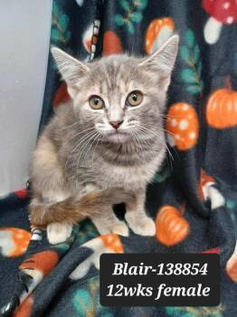 Rescue Domestic Short Hair and Dilute Calico Cats for Adoption in New York, New York - Blair *foster Needed* | PetCurious