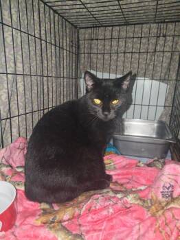 Agetha -  Domestic Short Hair Cat for Adoption in Pine Grove, Pennsylvania - Agetha | PetCurious