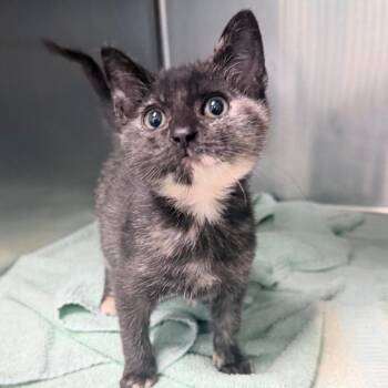 Spatula -  Domestic Short Hair Cat for Adoption in Titusville, Florida - Spatula | PetCurious