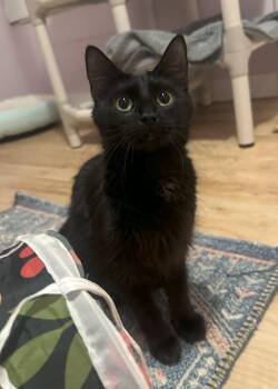 Domestic Medium Hair Cats Available for Adoption - Elva | PetCurious