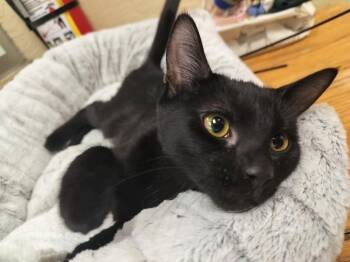 Rescue Domestic Short Hair Cats for Adoption in Parlier, California - Simone | PetCurious