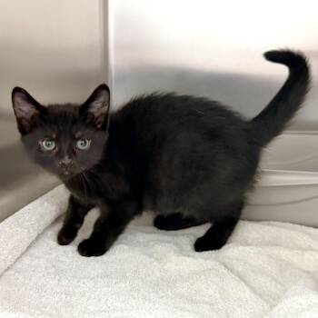 Cadbury -  Domestic Short Hair Cat for Adoption in Warrensburg, Missouri - Cadbury | PetCurious