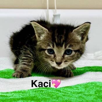 Kaci -  Domestic Short Hair Cat for Adoption in Peachtree City, Georgia - Kaci | PetCurious