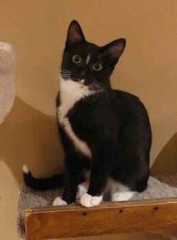 Rescue Tuxedo Cats for Adoption in Burnaby, British Columbia - Poseidon | PetCurious