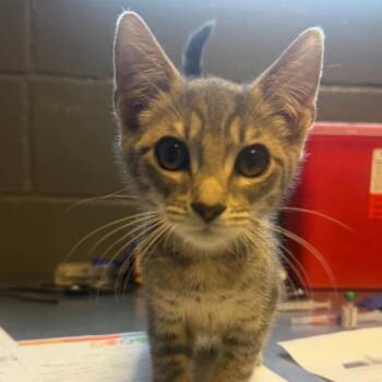 TUSC-Stray-85389_2 -  Domestic Short Hair Cat for Adoption in Tuscaloosa, Alabama - TUSC-Stray-85389_2 | PetCurious