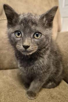 Great Catsby -  Russian Blue Cat Available for Adoption in Buford, Georgia - Great Catsby | PetCurious