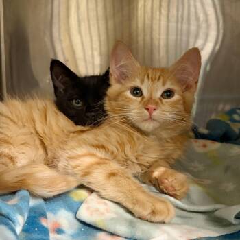 Trout -  Domestic Medium Hair Cat for Adoption in Cumming, Georgia - Trout | PetCurious
